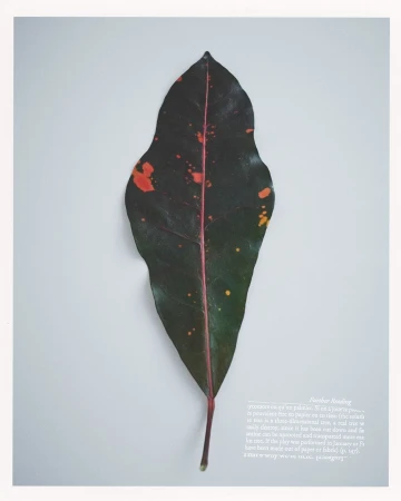 A dark variegated leaf with red speckles centered vertically against a plain light gray studio background.