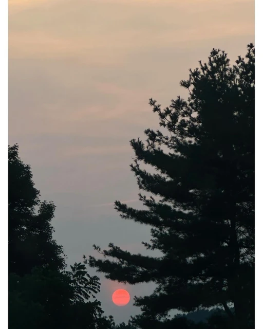 Scenic sunset view through silhouetted trees with a vibrant orange sun low in the sky and soft pastel hues in the clouded sky.