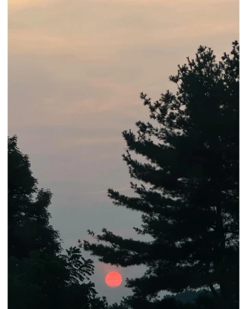 Scenic sunset view through silhouetted trees with a vibrant orange sun low in the sky and soft pastel hues in the clouded sky.