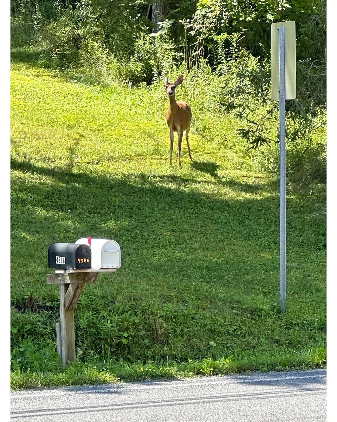 A deer stands alert in a grassy field on a sunny day, with roadside mailboxes and trees in the background, capturing a natural outdoor scene.