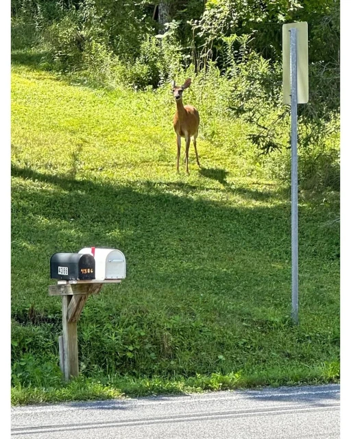 A deer stands alert in a grassy field on a sunny day, with roadside mailboxes and trees in the background, capturing a natural outdoor scene.