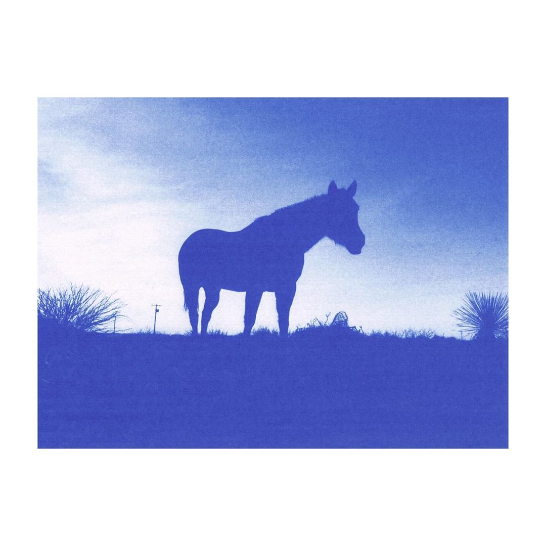 Silhouette of a horse standing on a hill against a blue sky with some plants visible on the horizon, creating a serene scene.
