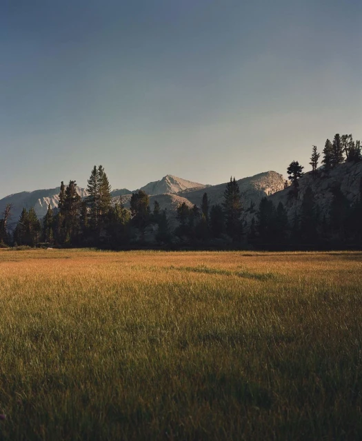Landscape photograph of golden meadow and distant mountains under a clear sky. Tall pine trees stand along the edge of the meadow.