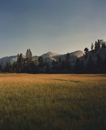 Landscape photograph of golden meadow and distant mountains under a clear sky. Tall pine trees stand along the edge of the meadow.