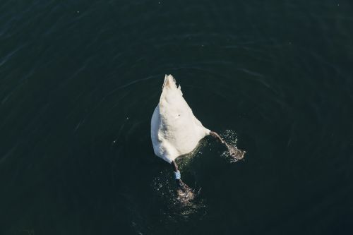 Overhead shot of a white swan diving headfirst into dark water, creating ripples and splashes.