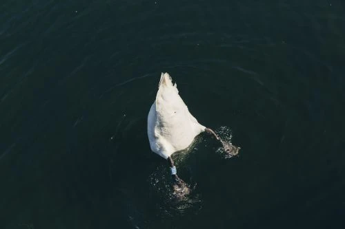 Overhead shot of a white swan diving headfirst into dark water, creating ripples and splashes.