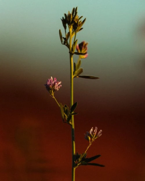 Close-up of a wildflower stem with small purple blossoms and green buds against a softly blurred background. Nature photography.
