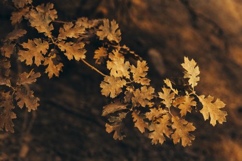 Close-up view of a tree branch with golden brown leaves against a blurred brown background, showcasing autumnal colors and textures.