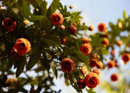 Close-up of vibrant orange flowers and green leaves against a soft blue sky, showcasing nature's beauty in a garden setting.