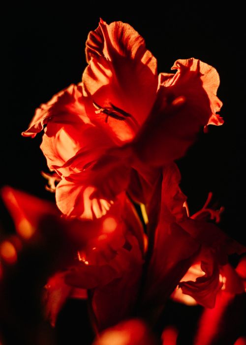 Dramatic close-up of a vibrant red gladiolus flower against a contrasting dark background, emphasizing its textures and intricate details.