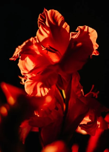 Dramatic close-up of a vibrant red gladiolus flower against a contrasting dark background, emphasizing its textures and intricate details.