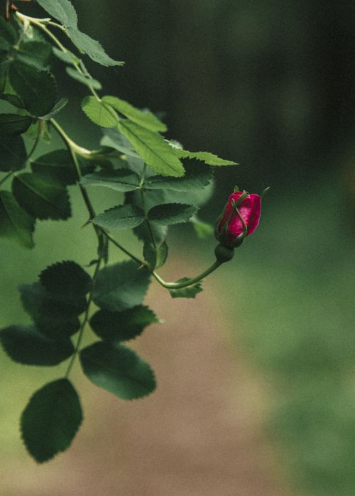 Close-up of a dark pink rose bud surrounded by green leaves on a branch against a blurred green and brown background.