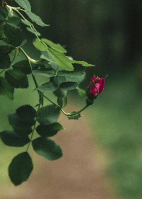 Close-up of a dark pink rose bud surrounded by green leaves on a branch against a blurred green and brown background.