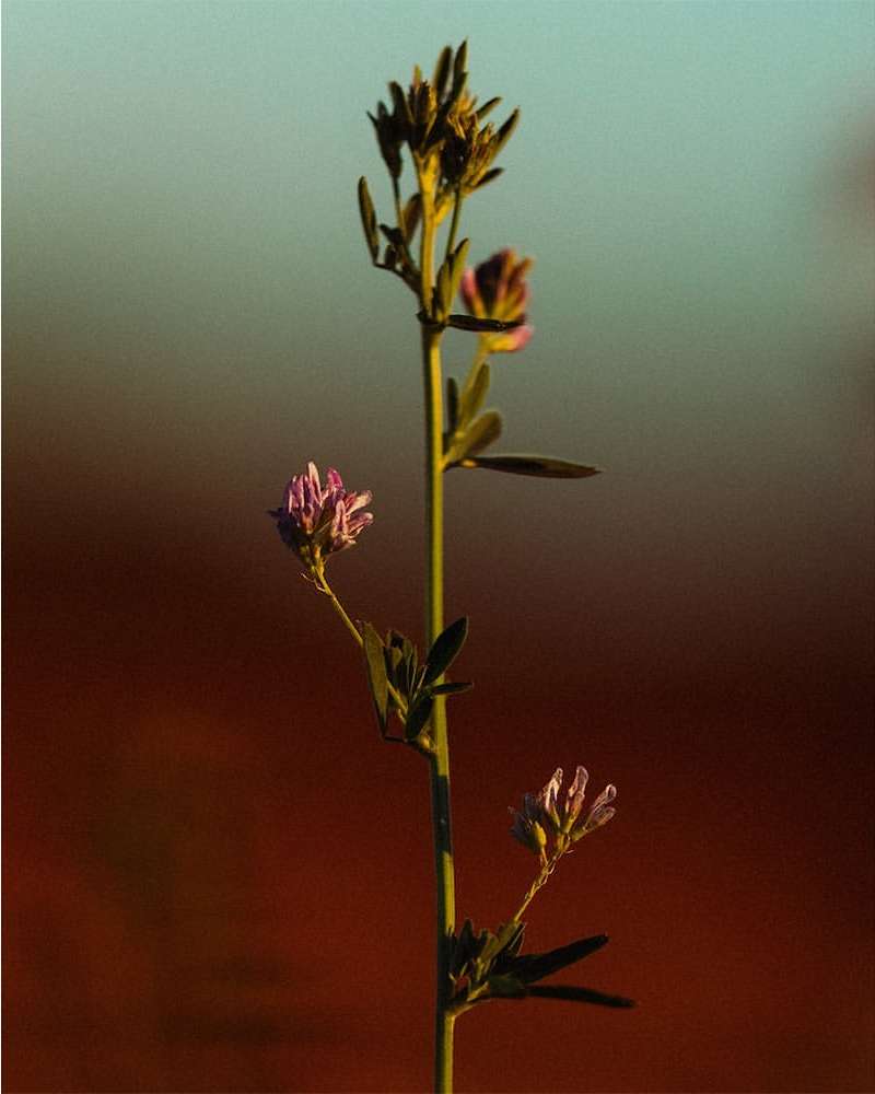 Close-up of a wild alfalfa plant with small purple flowers against a blurred brown and blue background, lit by natural light.