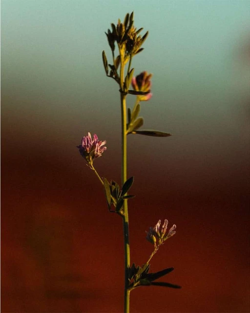 Close-up of a wild alfalfa plant with small purple flowers against a blurred brown and blue background, lit by natural light.