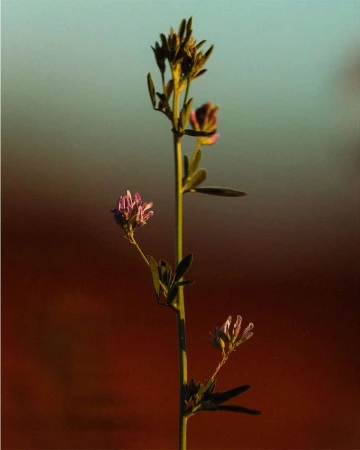 Close-up of a wild alfalfa plant with small purple flowers against a blurred brown and blue background, lit by natural light.