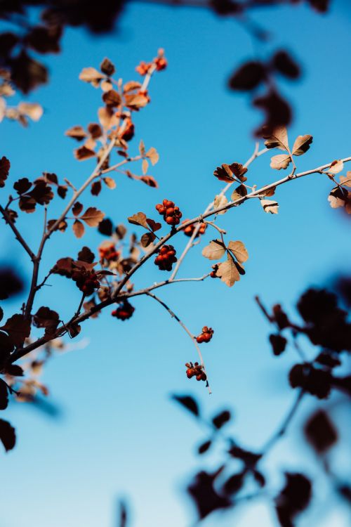 Low-angle view of tree branches with autumnal foliage and red berries against a bright blue sky, emphasizing the transition of seasons.