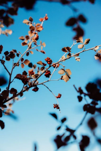 Low-angle view of tree branches with autumnal foliage and red berries against a bright blue sky, emphasizing the transition of seasons.