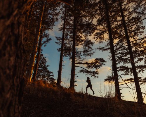 Silhouette of a runner in a forest at sunset. Tall trees frame a person running uphill against a sky with warm, golden light.