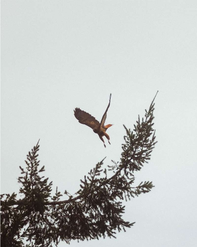 An eagle flies over the top of a fir tree with a cloudy sky in the background, creating a dynamic image of nature.