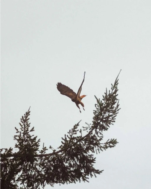 An eagle flies over the top of a fir tree with a cloudy sky in the background, creating a dynamic image of nature.
