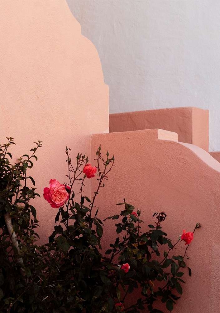 A peach-colored wall with steps and pink roses in the foreground. Soft light creates a calming, architectural floral image.