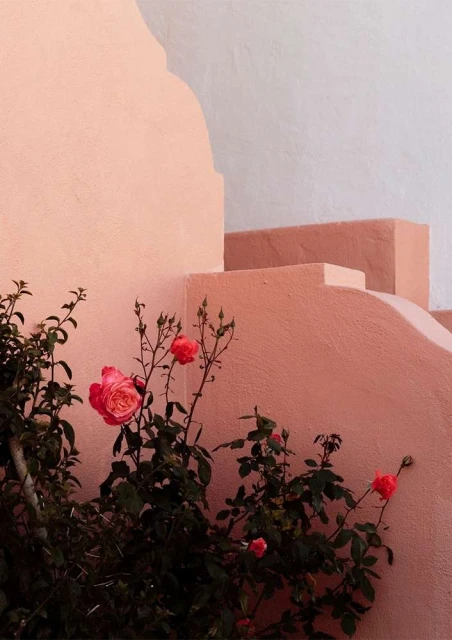 A peach-colored wall with steps and pink roses in the foreground. Soft light creates a calming, architectural floral image.