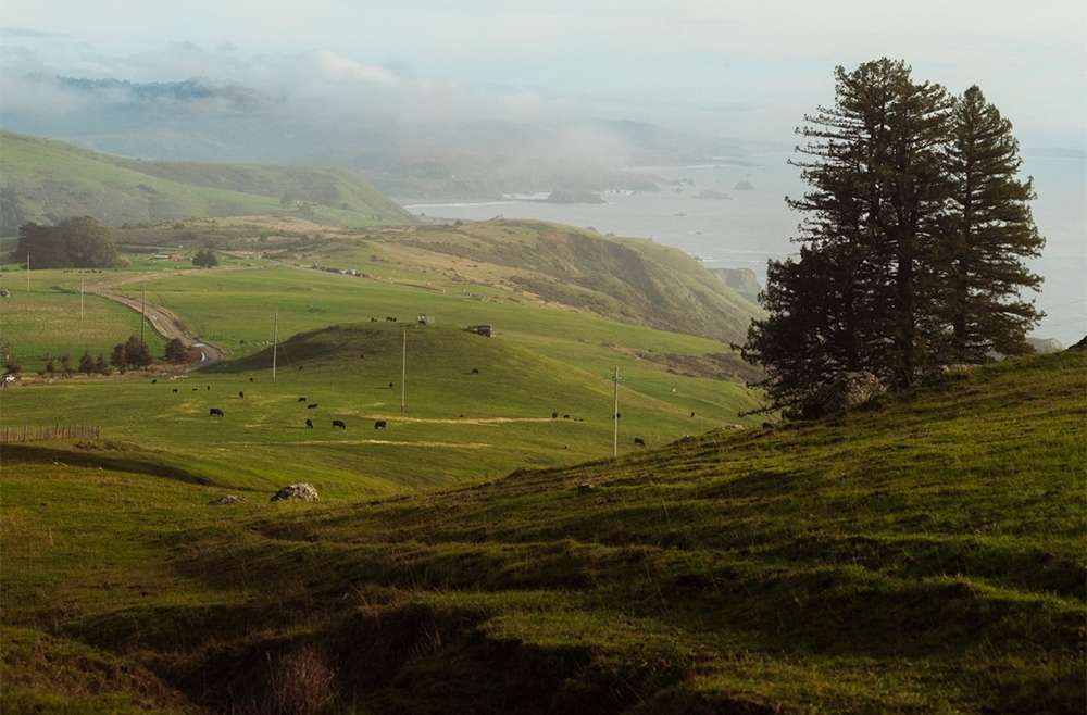 Scenic landscape featuring a green meadow with grazing cows, rolling hills, a distant coastline, and two tall trees in the foreground.