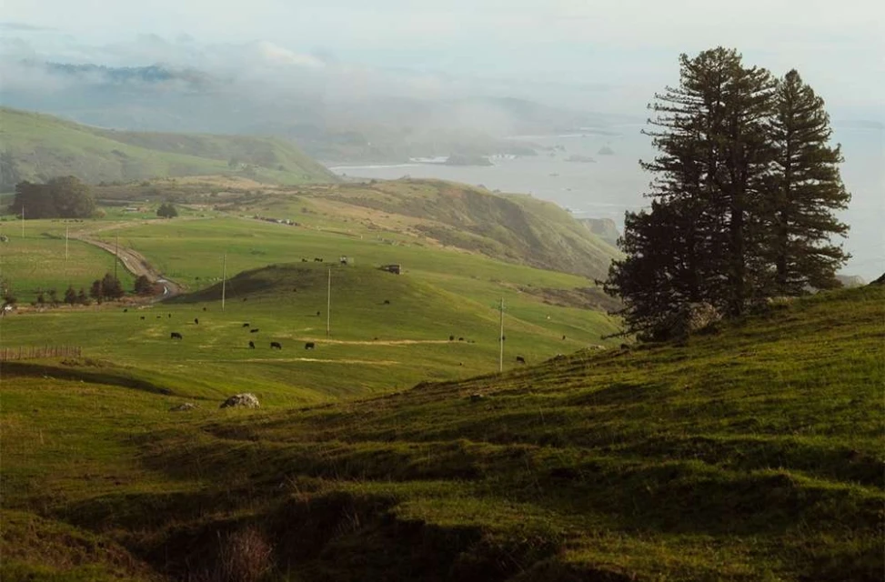Scenic landscape featuring a green meadow with grazing cows, rolling hills, a distant coastline, and two tall trees in the foreground.
