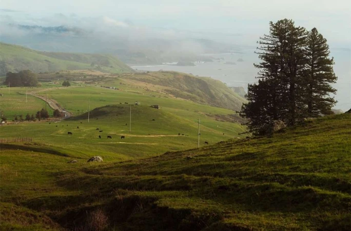 Scenic landscape featuring a green meadow with grazing cows, rolling hills, a distant coastline, and two tall trees in the foreground.