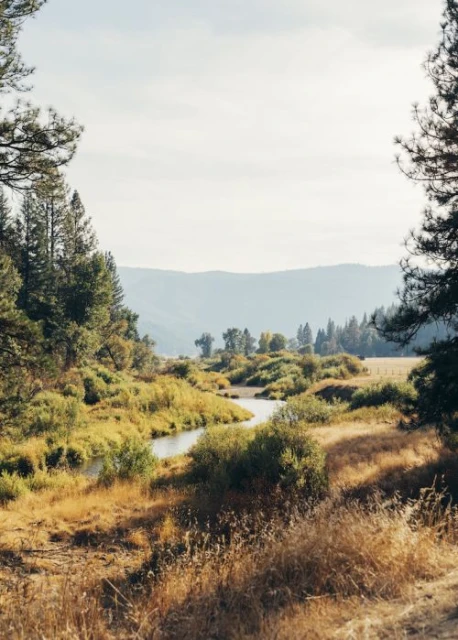 Scenic landscape featuring a winding river bordered by vibrant green and golden vegetation, with mountains in the background under a bright sky.