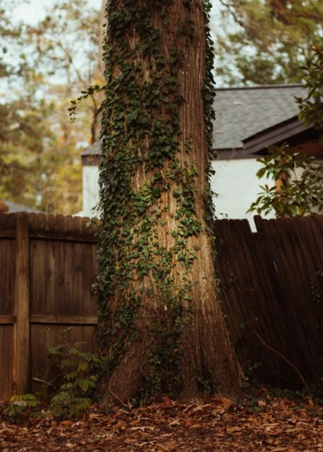 Tall tree trunk covered in ivy with a dark wooden fence and a house with a grey roof in the background on a cloudy day.