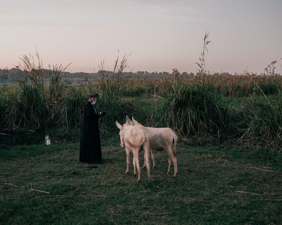 Man in dark robe stands beside two light-colored donkeys in a field with tall grass under a dusky sky, evoking a peaceful rural scene.