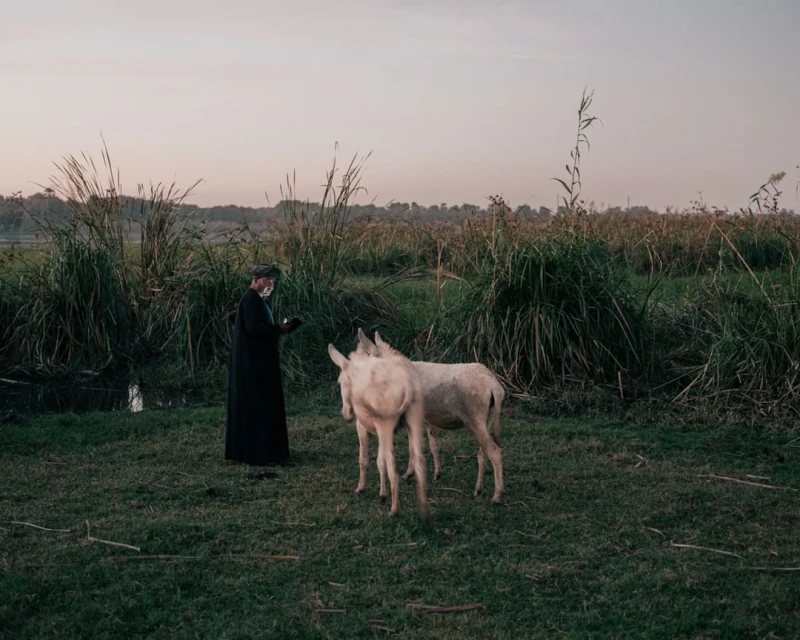 Man in dark robe stands beside two light-colored donkeys in a field with tall grass under a dusky sky, evoking a peaceful rural scene.