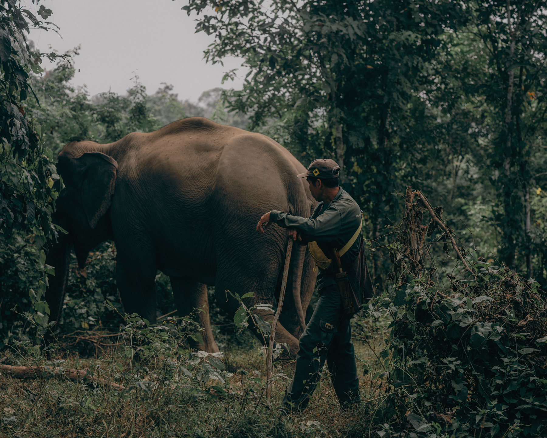 An Asian elephant is accompanied by a man in a lush forest, with dense greenery and tall trees, creating a scene of wildlife conservation.