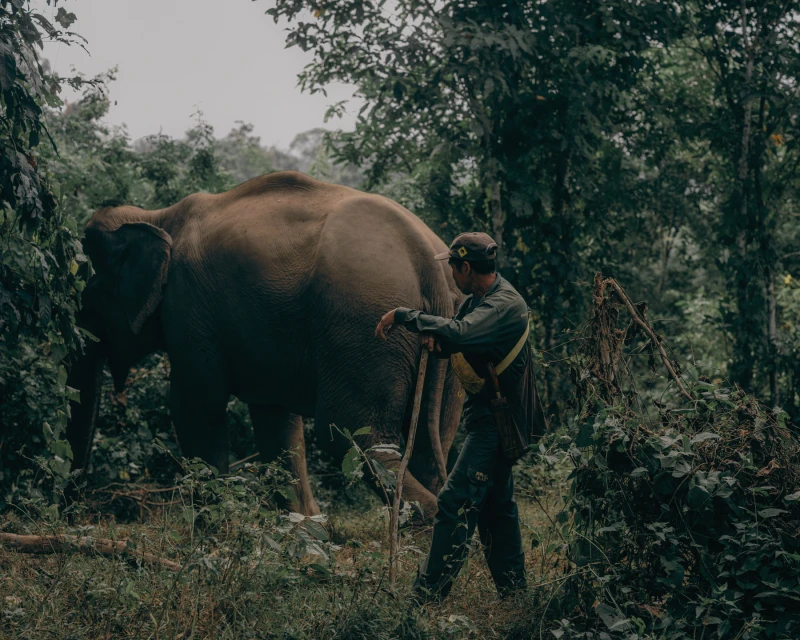 An Asian elephant is accompanied by a man in a lush forest, with dense greenery and tall trees, creating a scene of wildlife conservation.