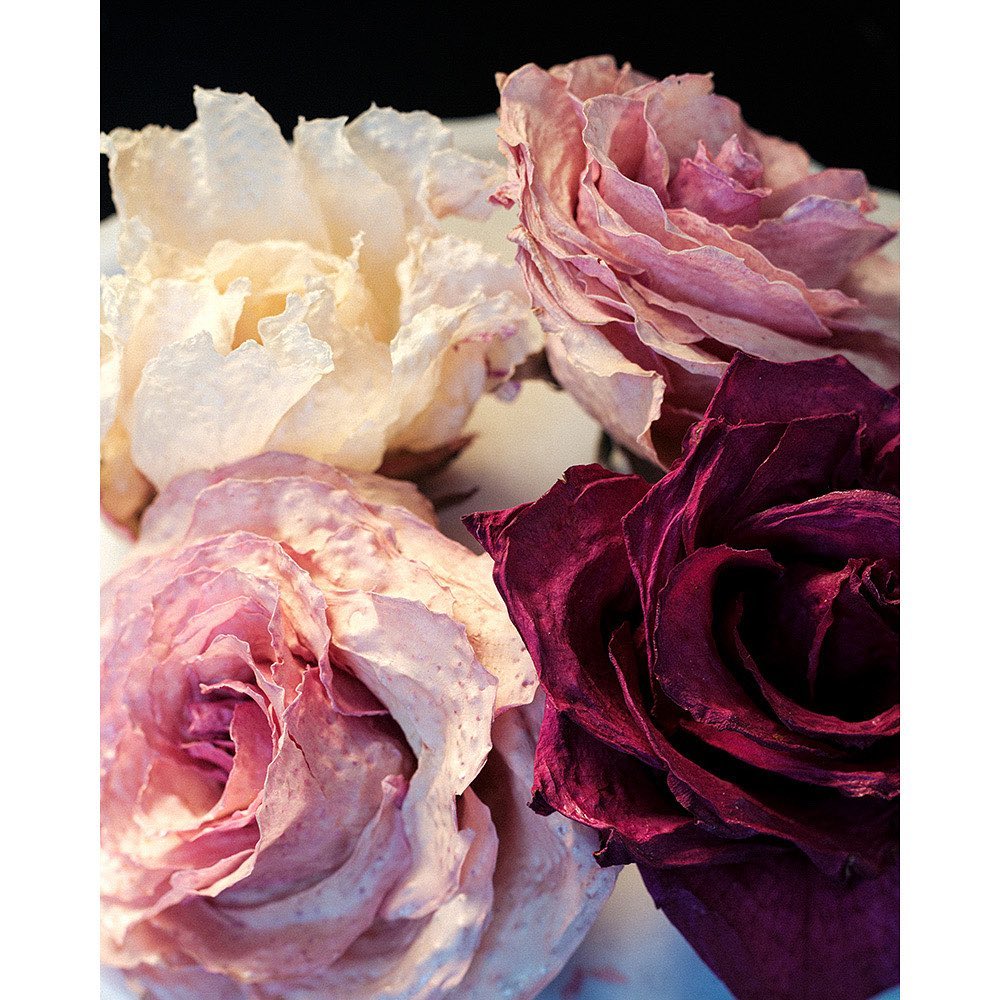 Floral still life featuring an arrangement of four dried roses in various colors including white, pink, and dark red, captured in a close-up shot.