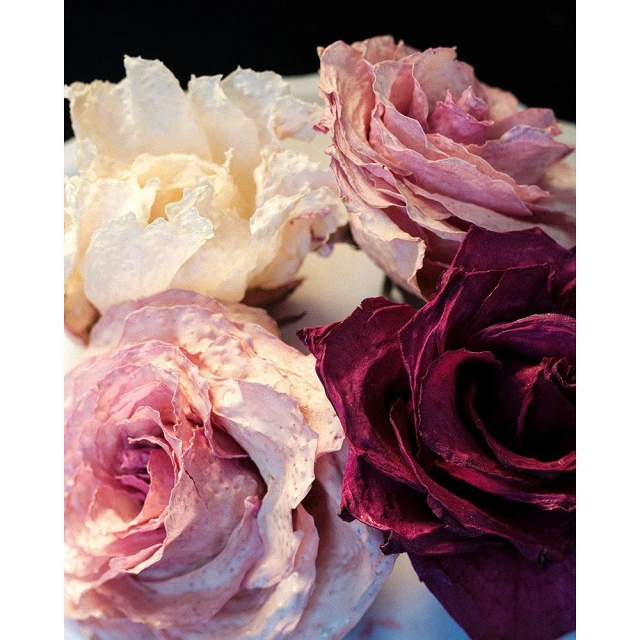 Floral still life featuring an arrangement of four dried roses in various colors including white, pink, and dark red, captured in a close-up shot.