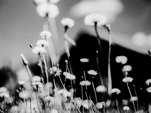 Close-up black and white image of a field of small daisy-like flowers in bloom with stems reaching toward the sky and a blurred backdrop.