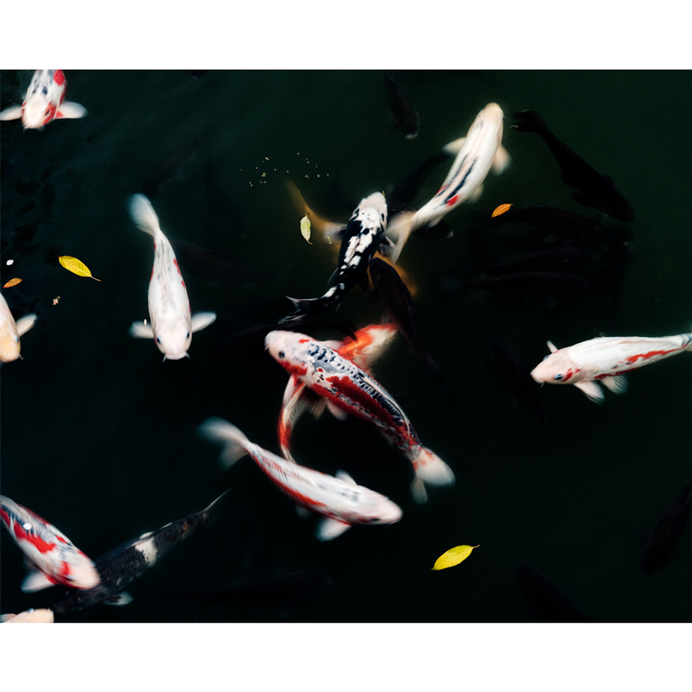 Overhead shot of vibrant koi fish swimming in a dark pond, scattered with yellow leaves and creating a dynamic underwater scene.