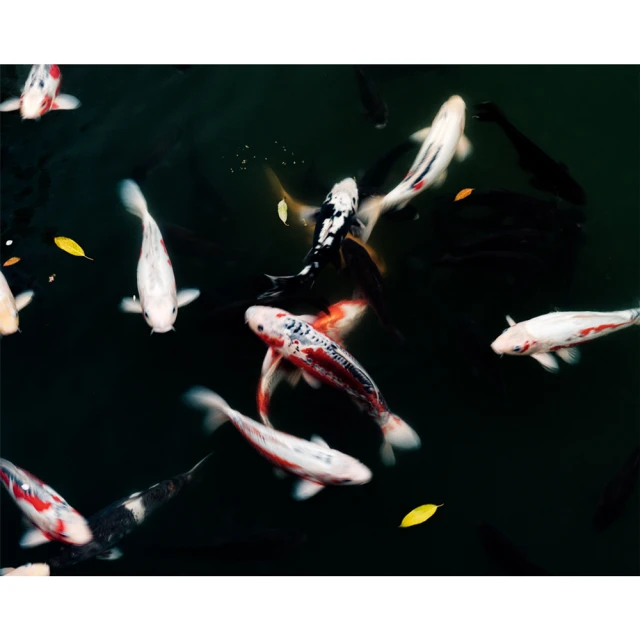 Overhead shot of vibrant koi fish swimming in a dark pond, scattered with yellow leaves and creating a dynamic underwater scene.