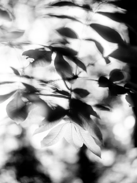 Black and white photograph of leaves with natural light creating high contrast between shadows and bright areas of the leaves.