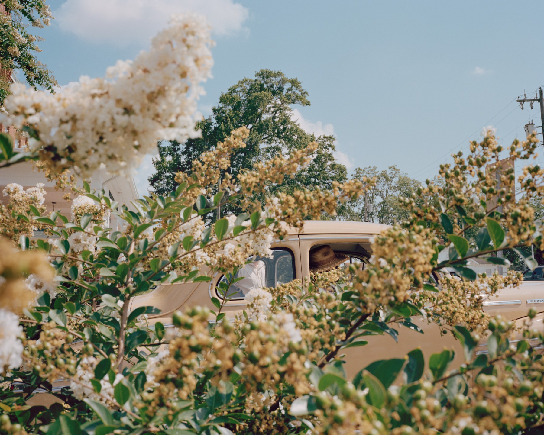 Vintage beige car partially obscured by green foliage and white flowers under a bright blue sky on a sunny day. 