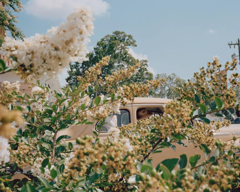 Vintage beige car partially obscured by green foliage and white flowers under a bright blue sky on a sunny day. 