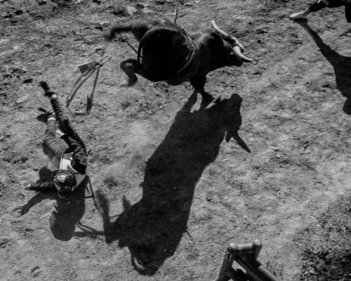 A bull rider is thrown from a bull in a black and white image of the sport of bull riding in an outdoor arena with dirt and other riders.