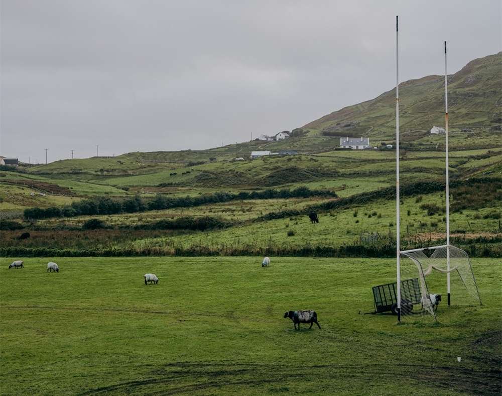 Green field with sheep grazing in a rural setting, set against a backdrop of grassy hills and an overcast sky.