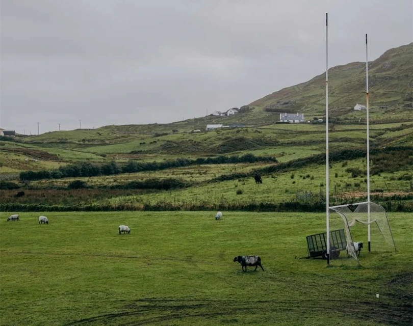 Green field with sheep grazing in a rural setting, set against a backdrop of grassy hills and an overcast sky.