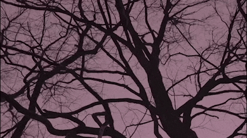 A view looking up at tree branches in a stark, silhouetted composition against a dusk or dawn sky with a soft purple hue.