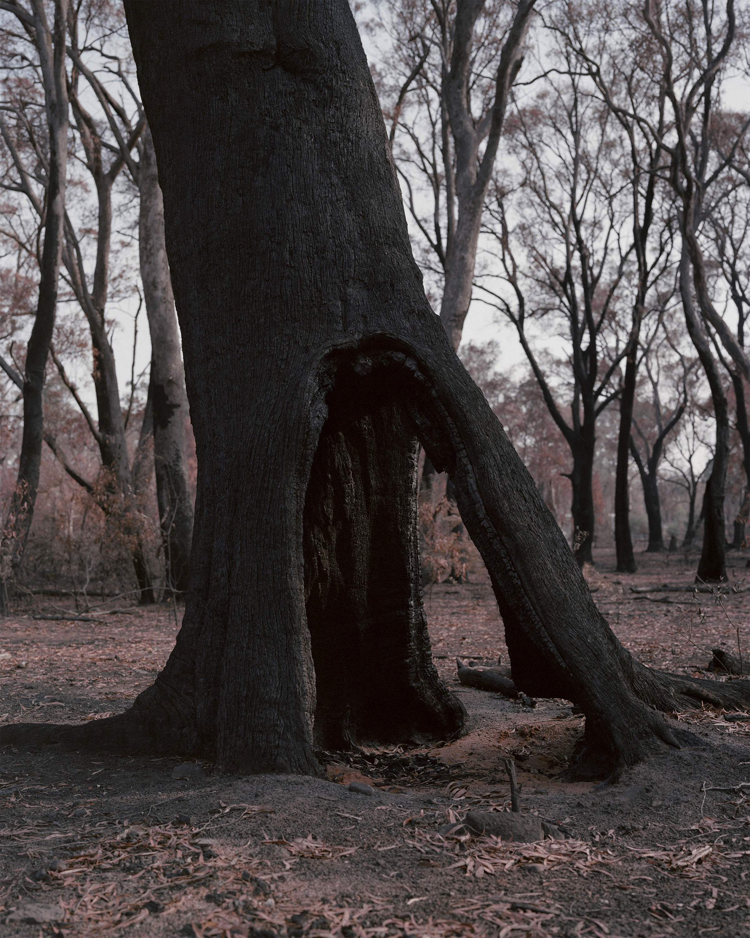Burnt tree in a forest landscape, the tree trunk hollowed out and blackened, with bare trees and fallen leaves in the background.