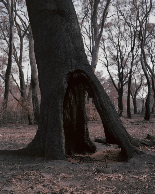 Burnt tree in a forest landscape, the tree trunk hollowed out and blackened, with bare trees and fallen leaves in the background.